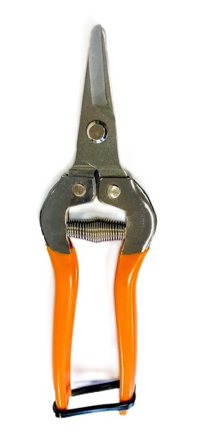 Foarfecă pentru recoltarea citricelor Cogliagrumi 16.5 cm