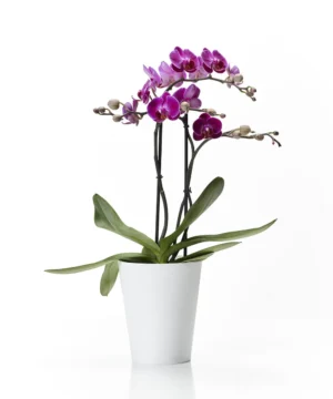 Ghiveci CLIVO ORCHIDEA