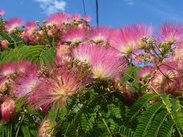 Albizia Julibrissin.