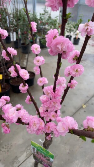 Prunus Triloba