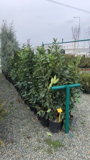 Prunus Laurocerasus