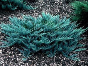 Juniperus Blue Chip