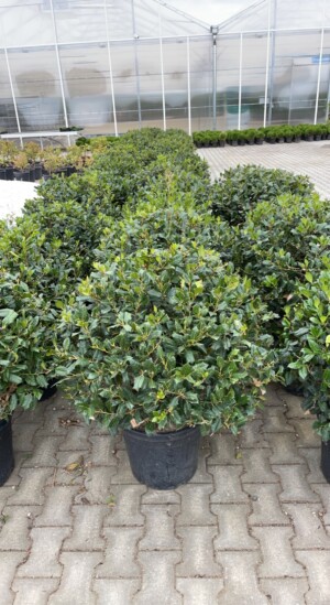 Ilex Mutchagara Nellie R.Stevens Bila