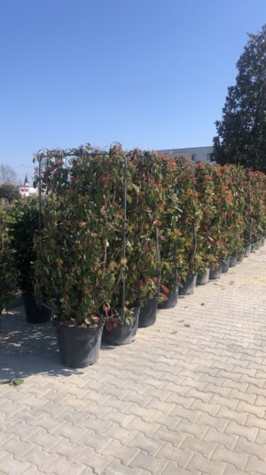 Photinia Fraseri Red Robin Spalier