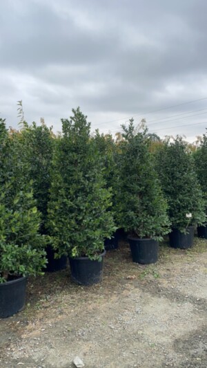 Ilex Mutchagara Nellie R.Stevens Con