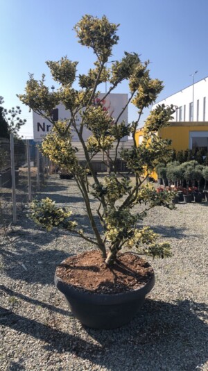 Ligustrum Texanum Pon Pon