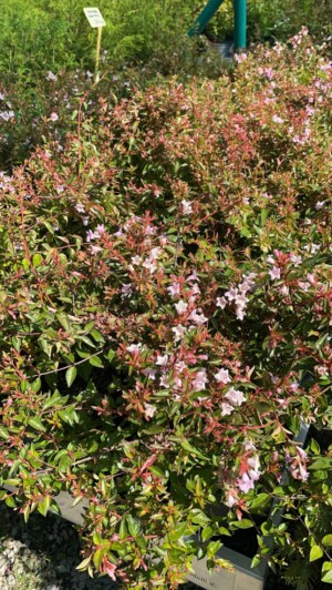 Abelia