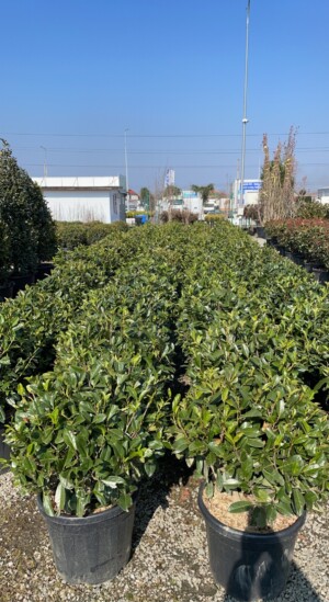Prunus Laurocerasus Bila