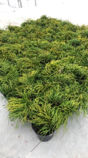 Chamaecyparis Pisifera Sungold
