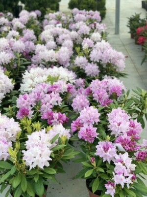 Rhododendron