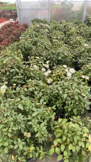 Viburnum Tinus Bila