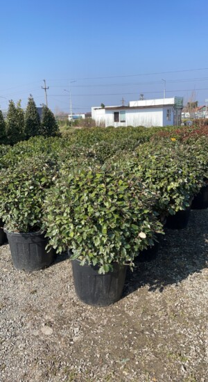 Elaeagnus Ebbingei Bila