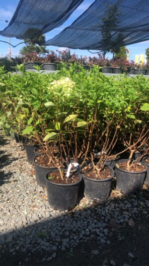 Hydrangea Paniculata