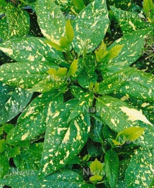 Aucuba Japonica Crotonifolia
