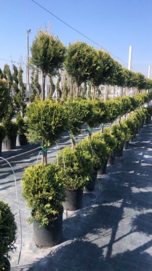 Cupressocyparis Leylandii 3 Bile