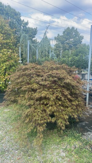 Acer Palmatum Disectum