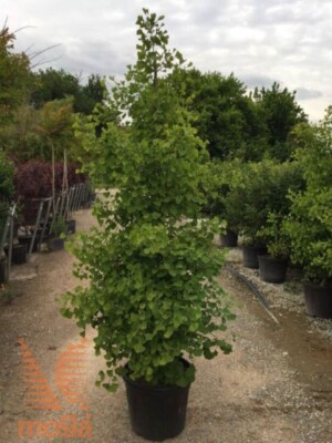 Ginkgo Biloba