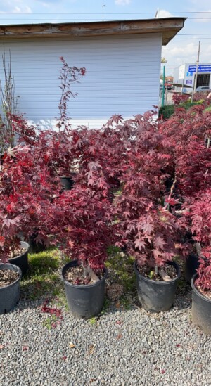 Acer Palmatum Bloodgood