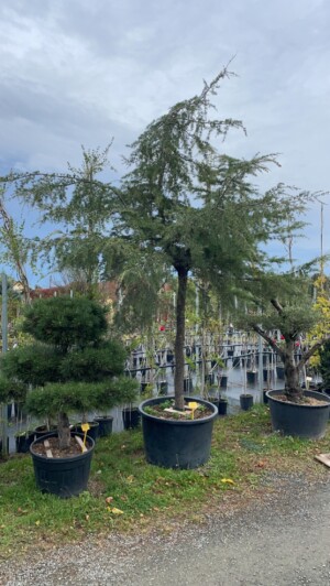 Cedrus Deodora Pedula