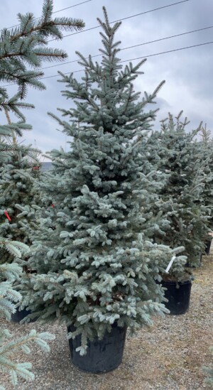 Picea Punges Hoopsii