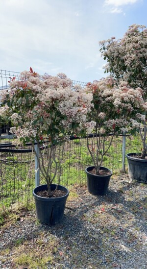 Photinia Fungho