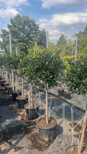 Ilex Mutchagara Nellie R.Stevens Pe Picior