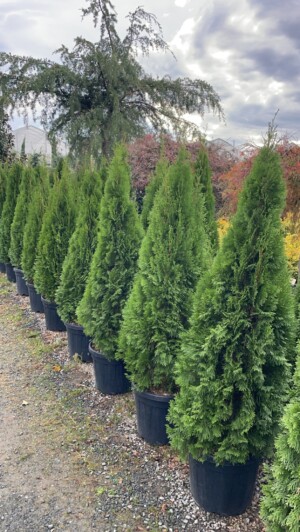 Thuja Smaragd