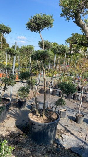 Olea Pon Pon