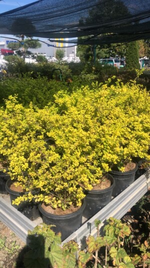 Berberis Thunbergii Aurea