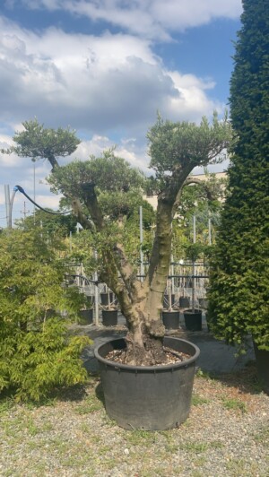 Olea  Europaea Pon Pon
