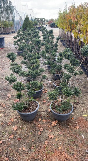 Ilex Crenata Kinme Pon Pon