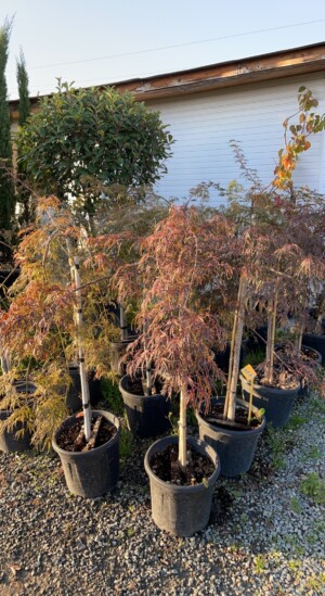 Acer Disectum