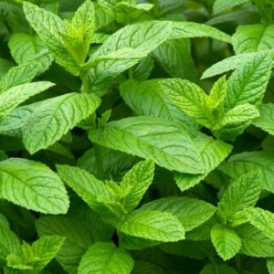 Menta