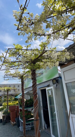 Wisteria Chinensis Alba