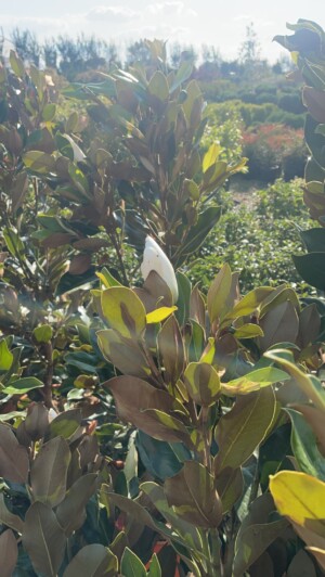 Magnolia Grandiflora Little Gem