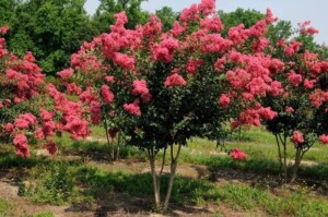 Lagestroemia Fungho