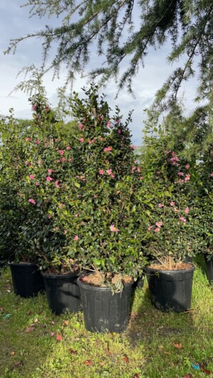 Camelia Sasanqua Con