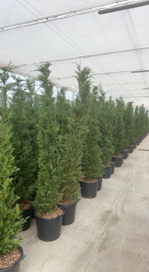 Cupressocyparis Leylandii