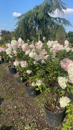 Hydrangea Paniculata