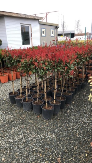 Photinia Bila Mini Forme