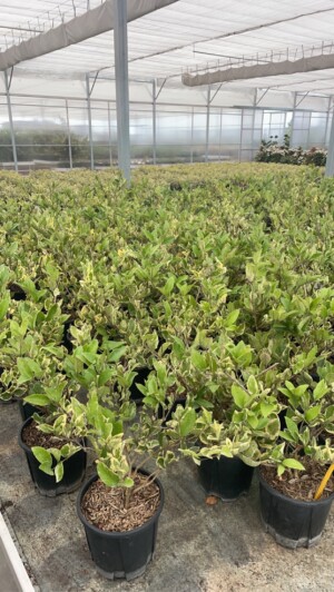 Ligustrum Texanum