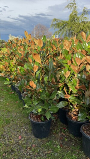Magnolia Grandiflora Galissonienssis