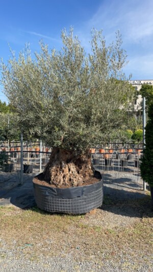Olea