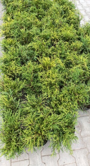 Chamaecyparis Pisifera Sungold