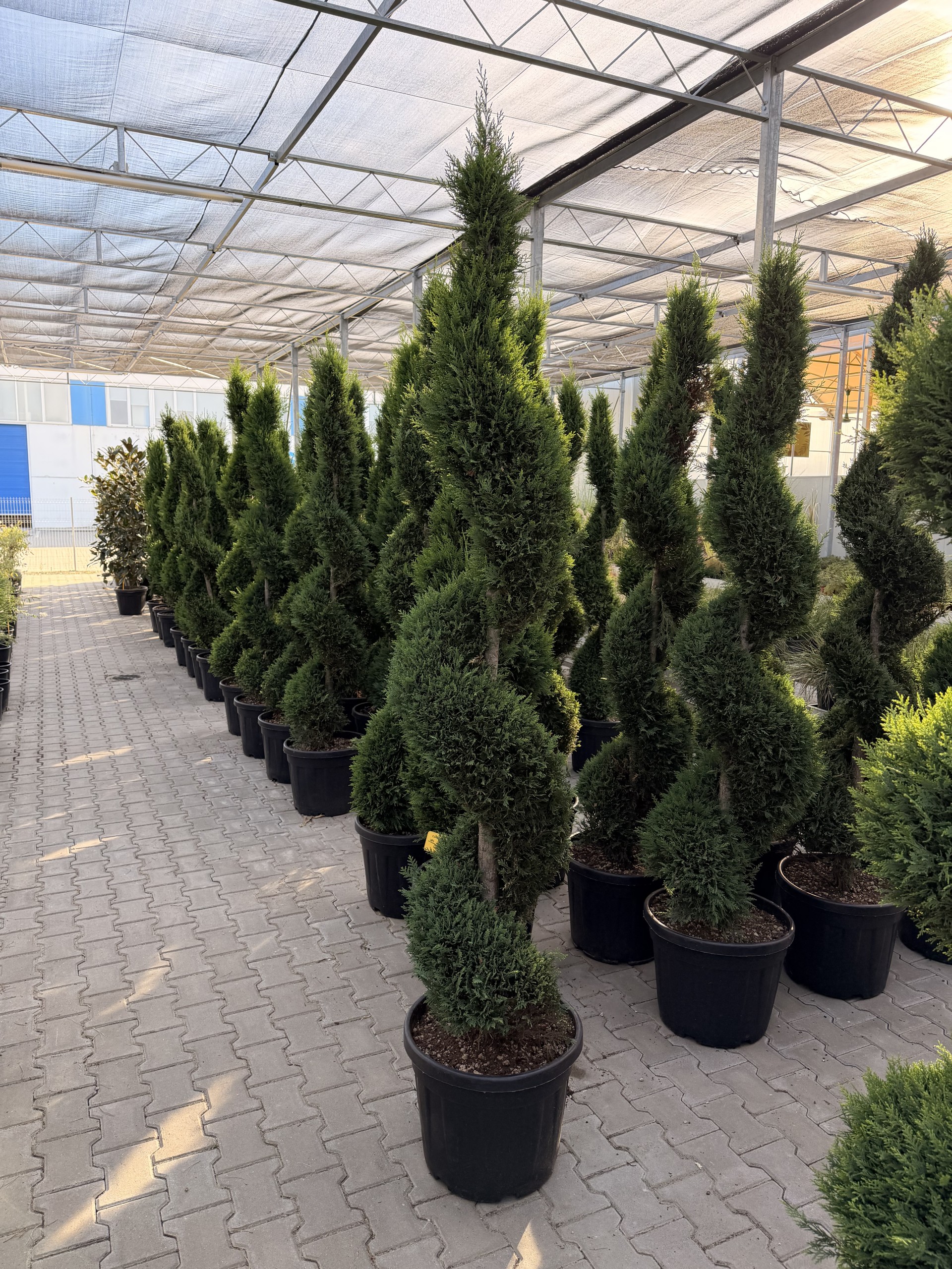 Cupressocyparis Leylandii Spirala