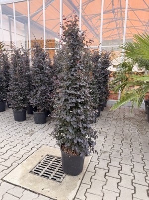 Loropetalum Con