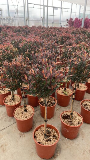 Photinia Chico