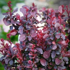 Berberis Concorde