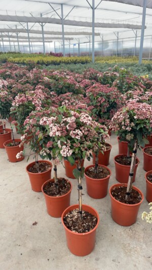 Viburnum Tinus