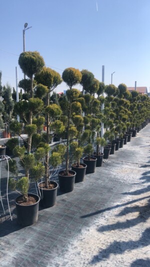 Cupressocyparis Leylandii Pon Pon